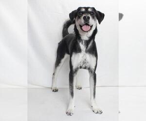 Shepradors Dogs for adoption in Burbank, CA, USA