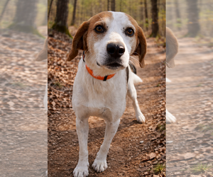 Mutt Dogs for adoption in Rustburg, VA, USA