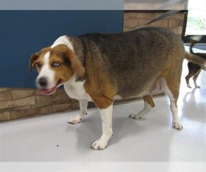 American Foxhound-Unknown Mix Dogs for adoption in Temple, TX, USA
