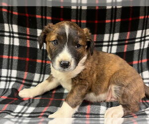 American Pit Bull Terrier-Unknown Mix Dogs for adoption in HESPERIA, CA, USA