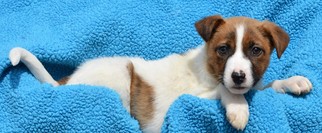 Medium Photo #1 Dorgi Puppy For Sale in Mukwonago, WI, USA
