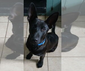 Shepradors Dogs for adoption in Newfoundland, PA, USA