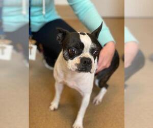 Boston Terrier Dogs for adoption in Lancaster, PA, USA