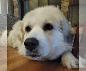 Great Pyrenees Dogs for adoption in Garland, TX, USA