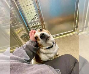 Beagle Dogs for adoption in West Cornwall, CT, USA