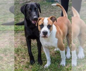 Olde Bulldog Dogs for adoption in Miami, FL, USA