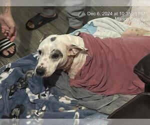 American Pit Bull Terrier-Unknown Mix Dogs for adoption in Ocala, FL, USA