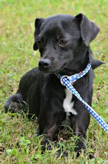 Rat Terrier-Unknown Mix Dogs for adoption in Siler City, NC, USA