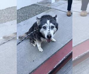 Medium Photo #4 Siberian Husky Puppy For Sale in Rancho Cucamonga, CA, USA