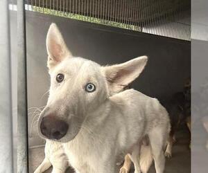 Siberian Husky Dogs for adoption in San Bernardino, CA, USA