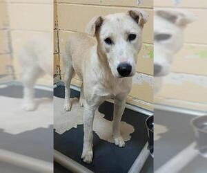 Labrador Retriever-Unknown Mix Dogs for adoption in Tulsa, OK, USA