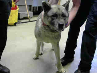 Akita Dogs for adoption in Fayetteville, NC, USA