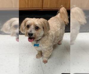 Shih-Poo Dogs for adoption in Harrisburg, PA, USA