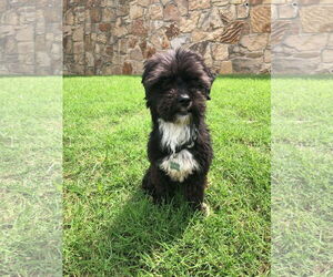Shih Tzu-Unknown Mix Dogs for adoption in Dallas, TX, USA