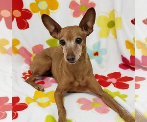 Miniature Pinscher Dogs for adoption in FAIRLAWN, OH, USA