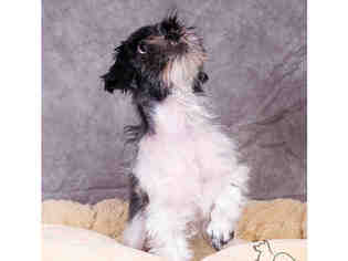 Medium Photo #1 Shih Tzu Puppy For Sale in Salt Lake City, UT, USA