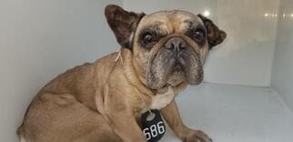French Bulldog Dogs for adoption in Houston, TX, USA