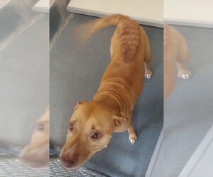 American Pit Bull Terrier Dogs for adoption in Glen Allen, VA, USA