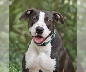 Bull Terrier-Unknown Mix Dogs for adoption in Marina Del Rey, CA, USA