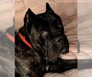 Mutt Dogs for adoption in Goodyear, AZ, USA