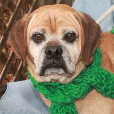 Puggle Dogs for adoption in Garfield Heights, OH, USA