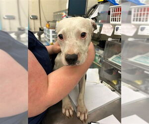 American Pit Bull Terrier-Unknown Mix Dogs for adoption in Waco, TX, USA
