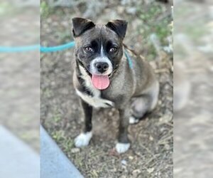 Pug Dogs for adoption in Salinas, CA, USA