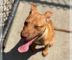 American Pit Bull Terrier Dogs for adoption in Tulsa, OK, USA