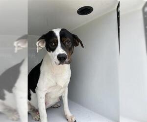 Pointer-Unknown Mix Dogs for adoption in Houston, TX, USA