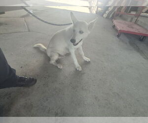 Siberian Husky Dogs for adoption in Texas City, TX, USA