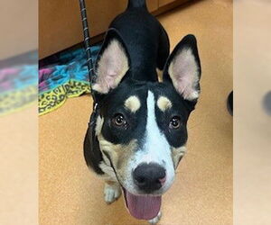 American Pit Bull Terrier Dogs for adoption in Martinez, CA, USA