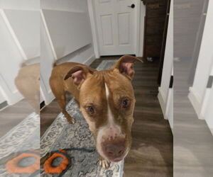 American Staffordshire Terrier-Unknown Mix Dogs for adoption in Chandler, AZ, USA