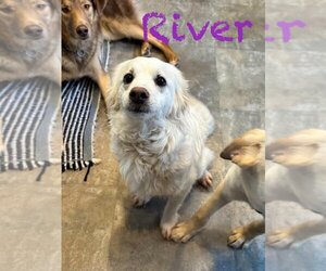 Golden Retriever-Spaniel Mix Dogs for adoption in Anchorage, AK, USA