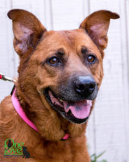 Mutt Dogs for adoption in savannah, GA, USA