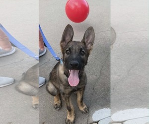 Medium Photo #35 German Shepherd Dog Puppy For Sale in Gretna, NE, USA