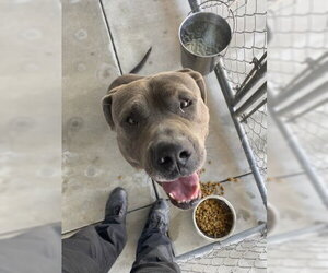 Mastiff Dogs for adoption in Redlands, CA, USA