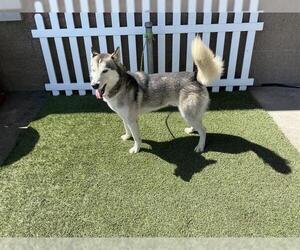 - Mix Dogs for adoption in Modesto, CA, USA