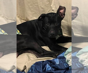 Labrador Retriever-Whippet Mix Dogs for adoption in Rootstown, OH, USA