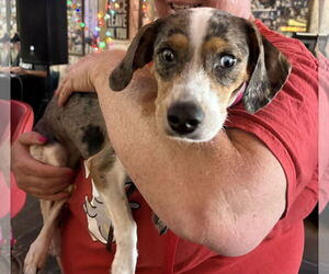 Dachshund-Unknown Mix Dogs for adoption in Sanford, FL, USA