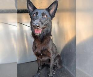 German Shepherd Dog-Unknown Mix Dogs for adoption in San Antonio, TX, USA