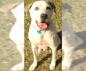 Labrador Retriever-Unknown Mix Dogs for adoption in Tyler, TX, USA