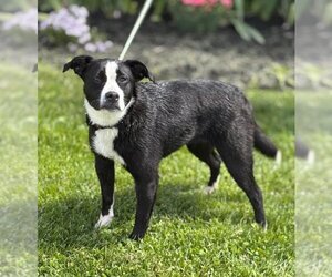 Beagle-Unknown Mix Dogs for adoption in Batavia, NY, USA