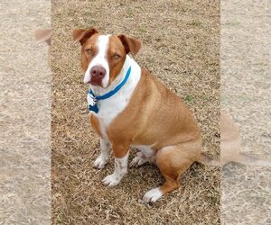 American Pit Bull Terrier-Pointer Mix Dogs for adoption in Flower Mound, TX, USA