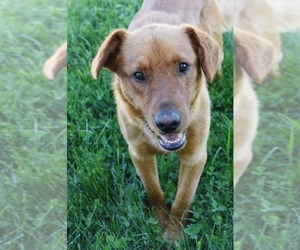 Mutt Dogs for adoption in Ashland, KY, USA