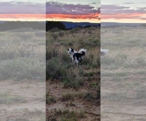 Australian Shepherd-Unknown Mix Dogs for adoption in Pena Blanca, NM, USA