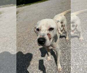 Mutt Dogs for adoption in Crystal, MN, USA