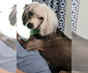 Mutt Dogs for adoption in Erie, MI, USA