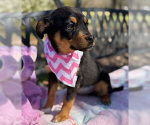 Mutt Dogs for adoption in Warrenton, VA, USA