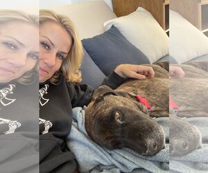 Labrador Retriever-Unknown Mix Dogs for adoption in  Ramona, CA, USA