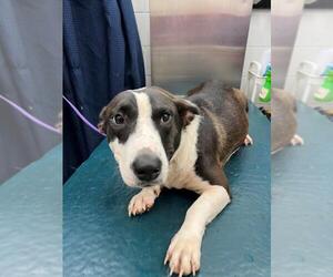 Bull Terrier-Unknown Mix Dogs for adoption in Mobile, AL, USA